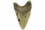 Fossil Megalodon Tooth - North Carolina #378019-2
